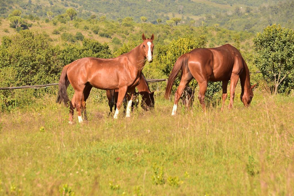 Olepangi Farm Villa Nanyuki Eksteriør bilde